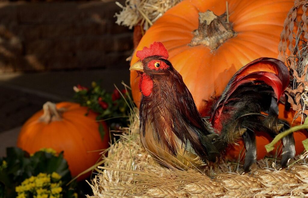 can hens eat pumpkin