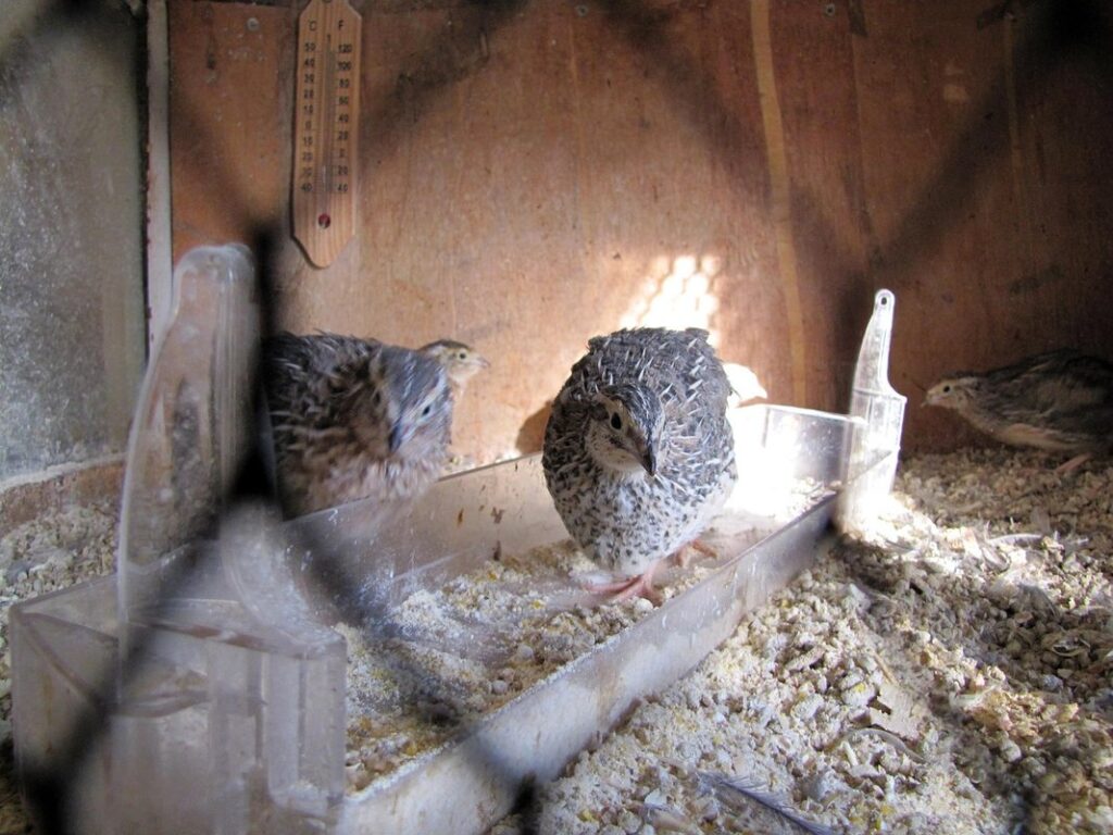 quail cage size