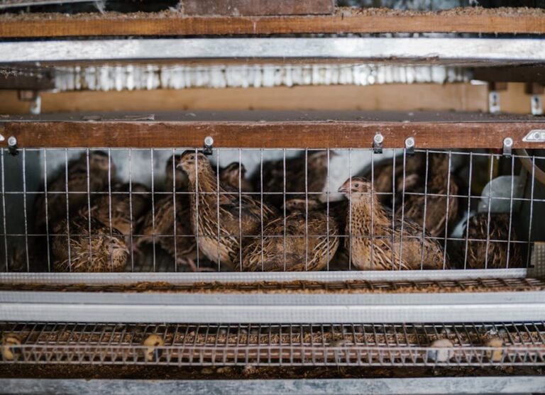quail cage size per bird