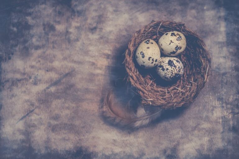 quail egg incubation temperature