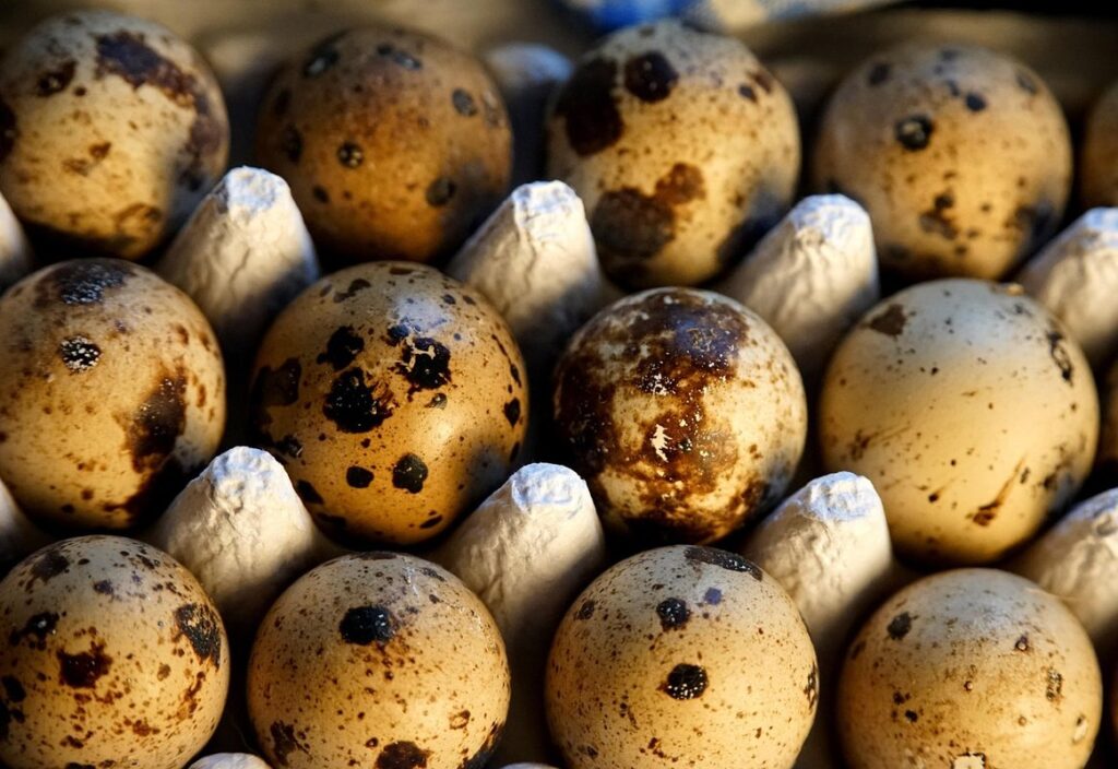 quail egg hatching time