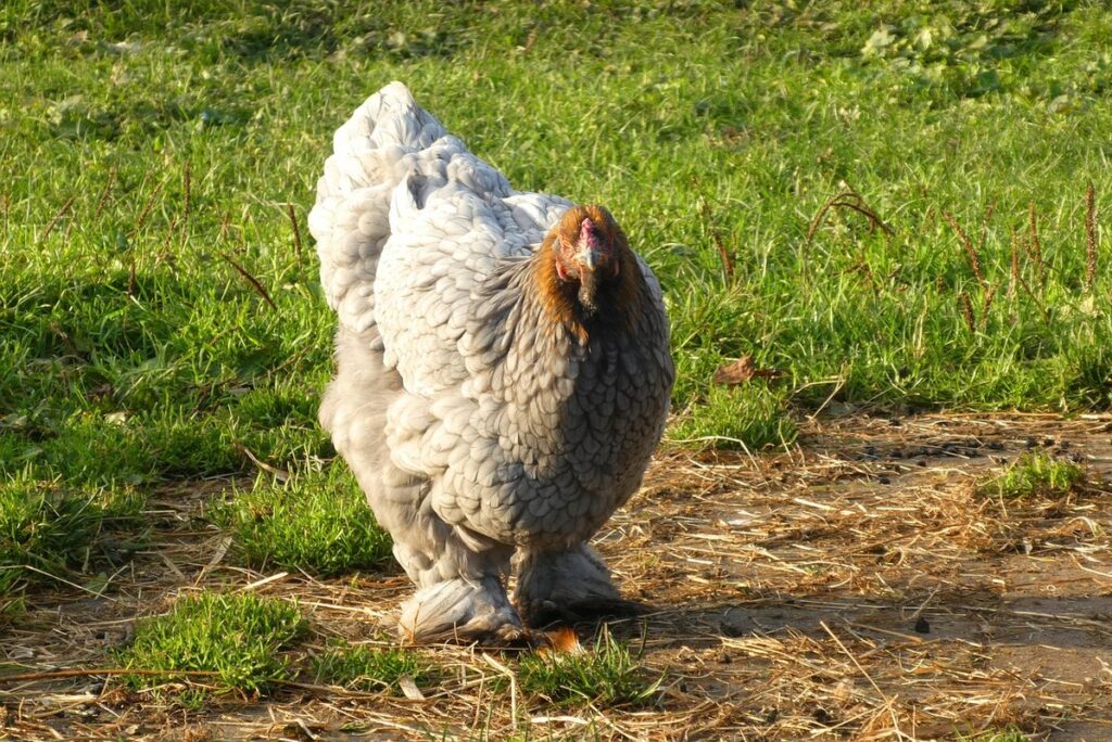 quieting chickens at night