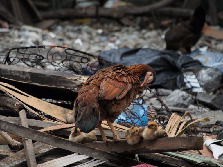raising chicks with hens