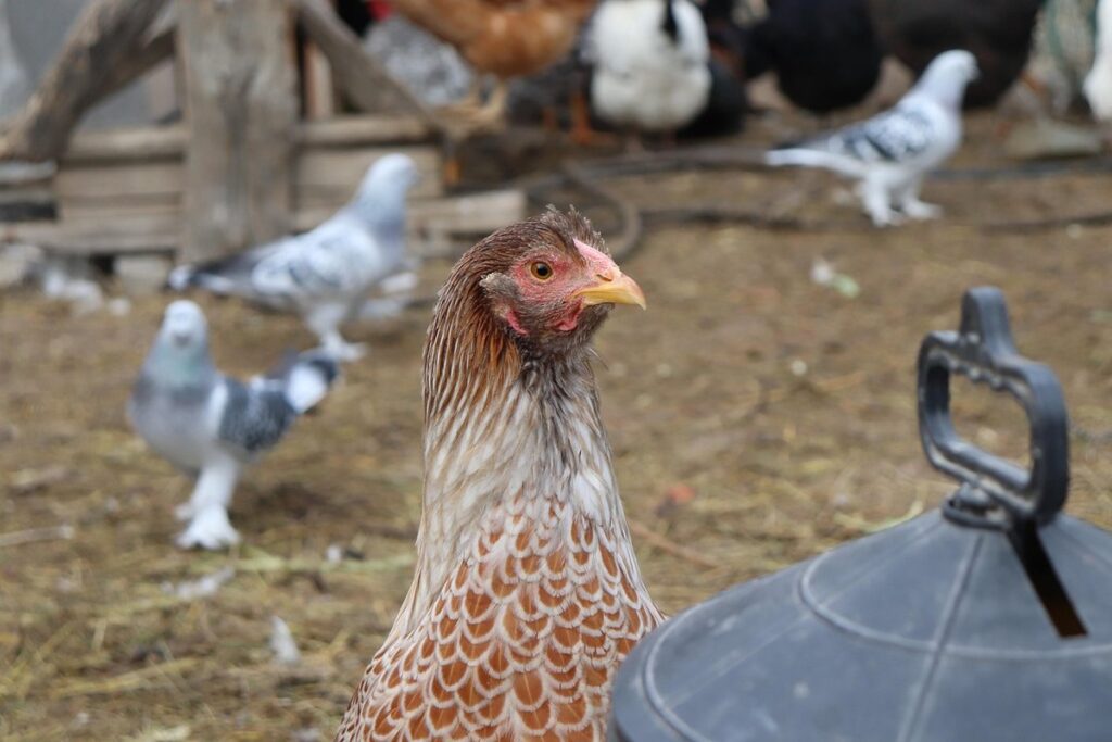 blue laced red wyandotte
