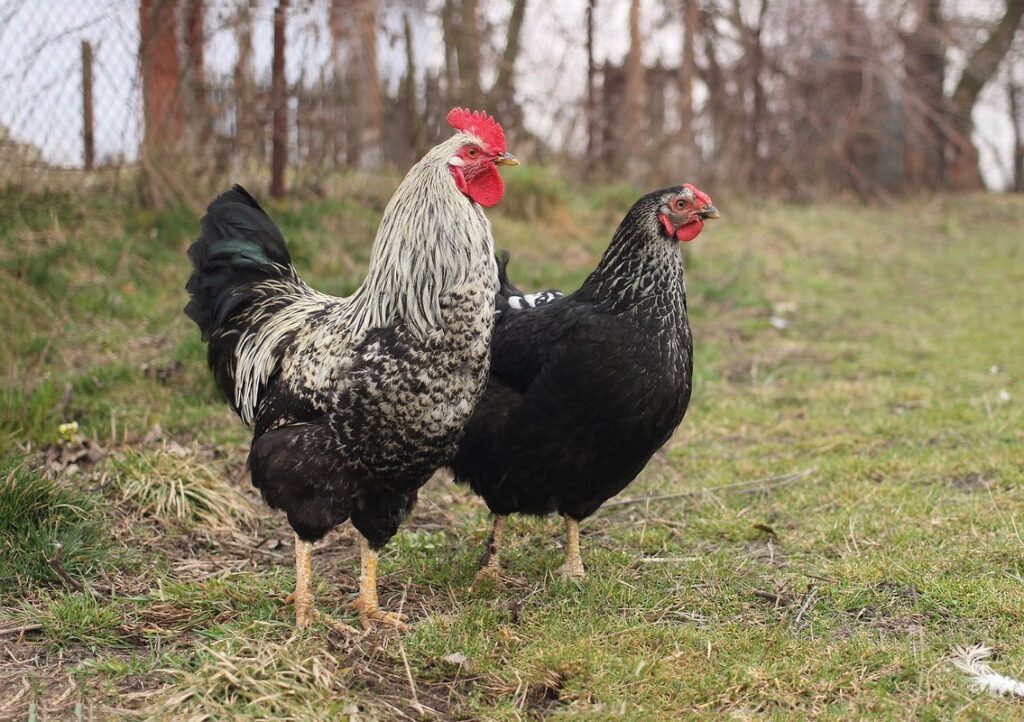 keeping roosters with hens pros and cons