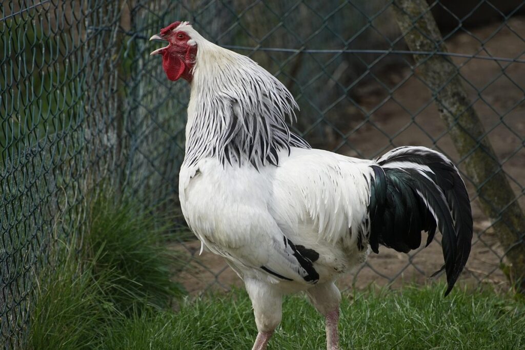 rooster crow collar