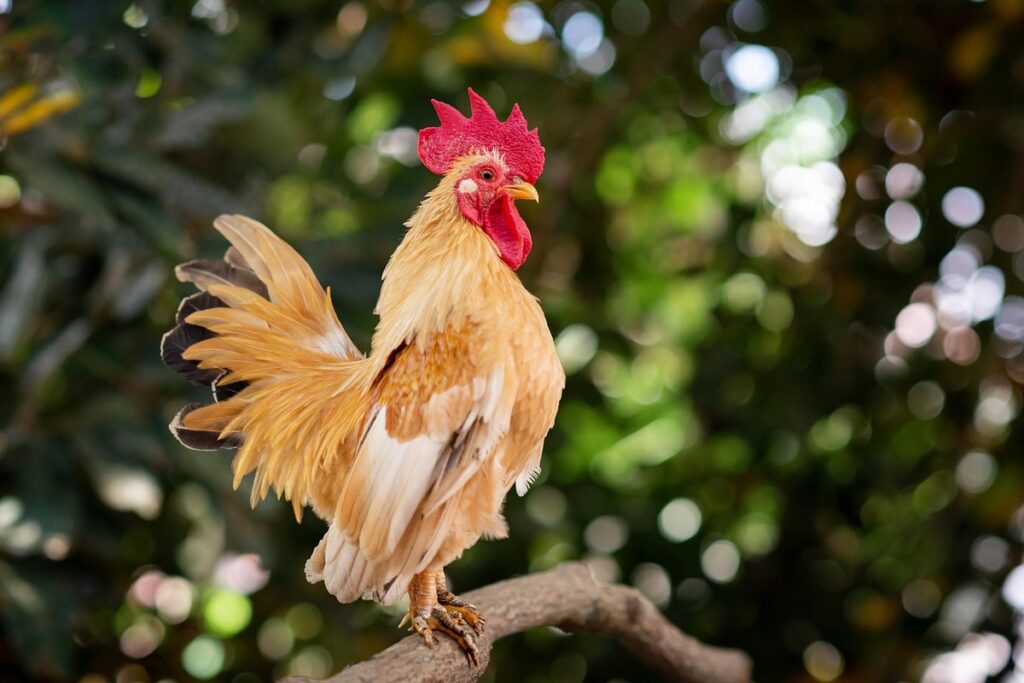 cockerel vs rooster difference