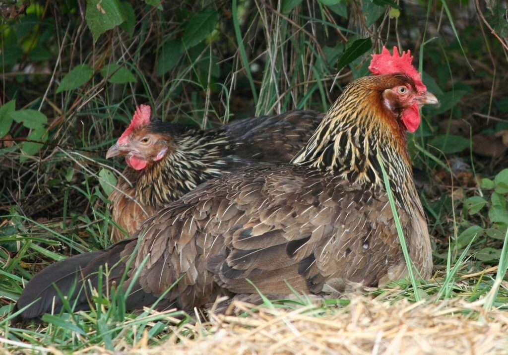 introducing roosters to flock