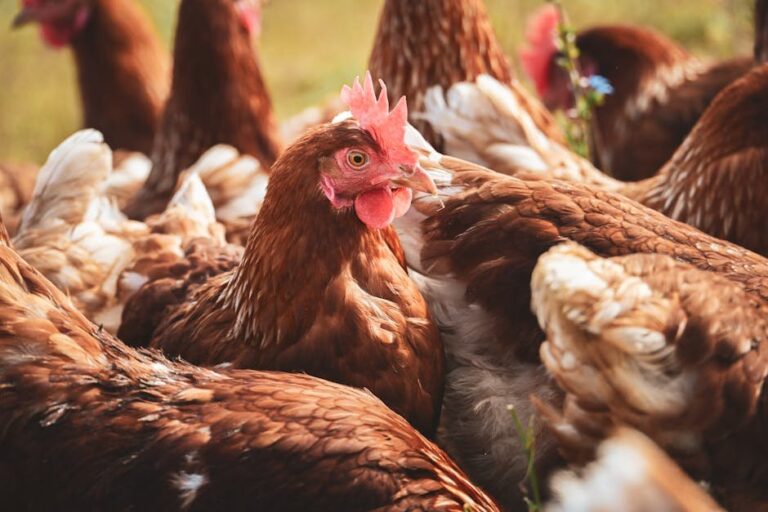 salmonella in chickens prevention