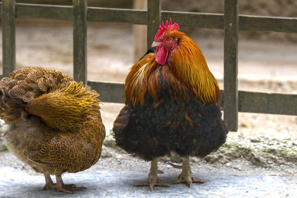 wyandotte roosters