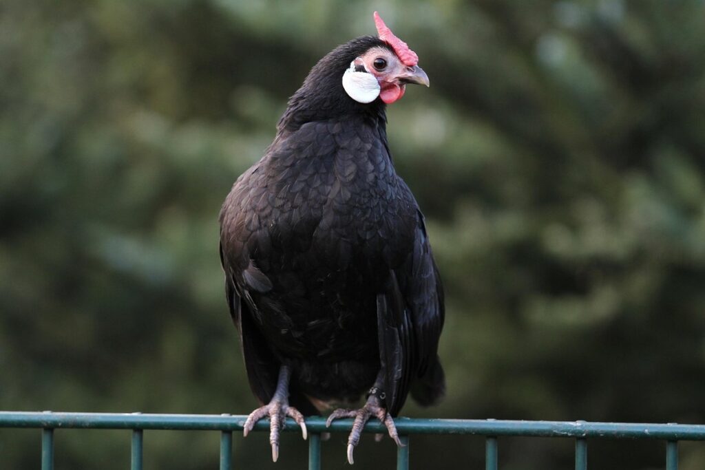 species of hens