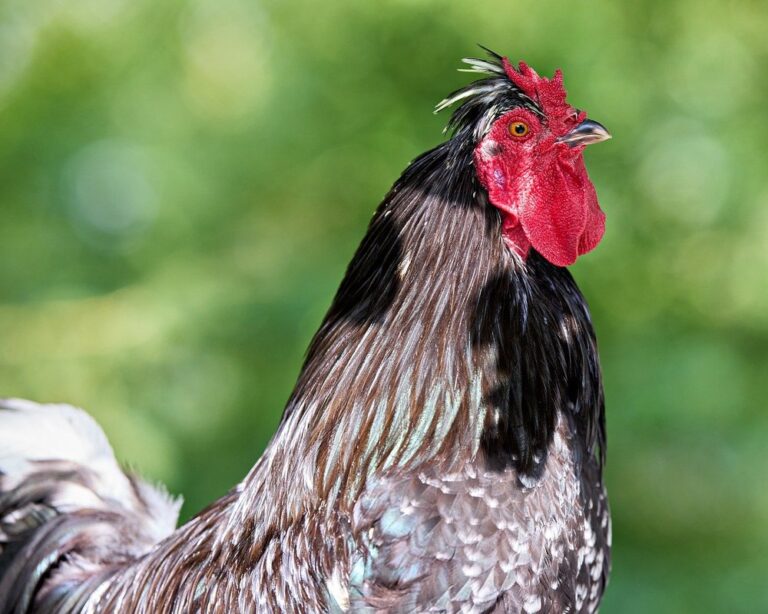 black white speckled chicken breeds