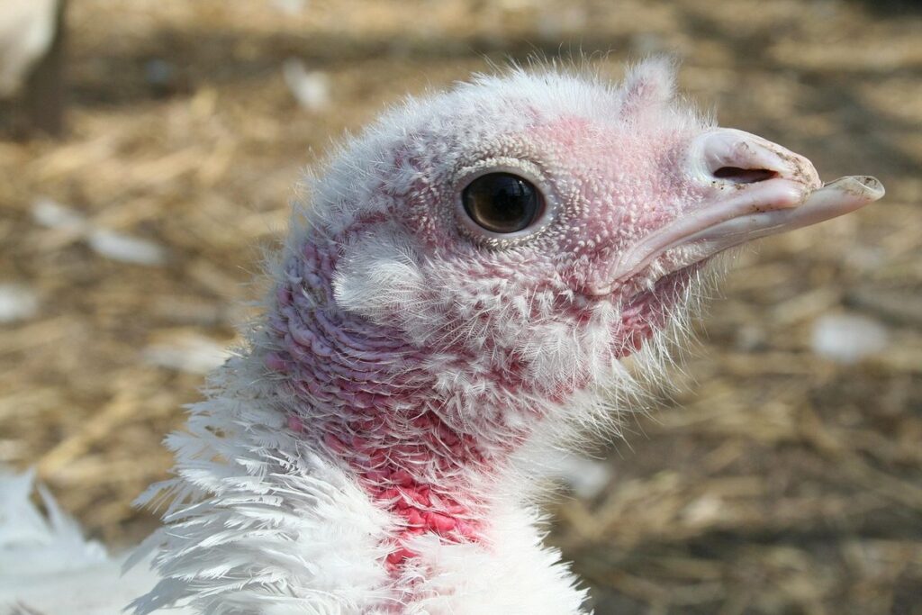 turkey brown chicken