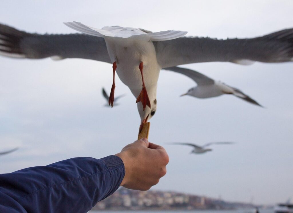 turkey feeding