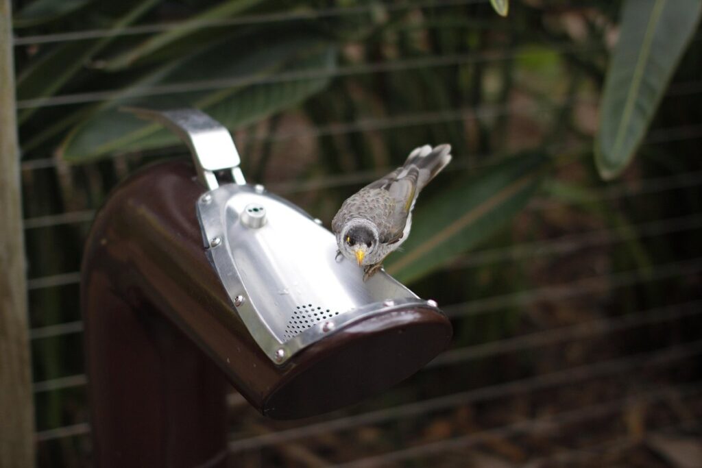 water feeder for hens