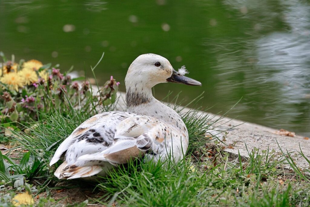 welsh harlequin ducks