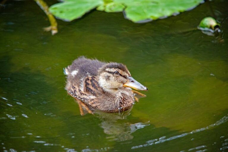 welsummer chicken gold duckwing