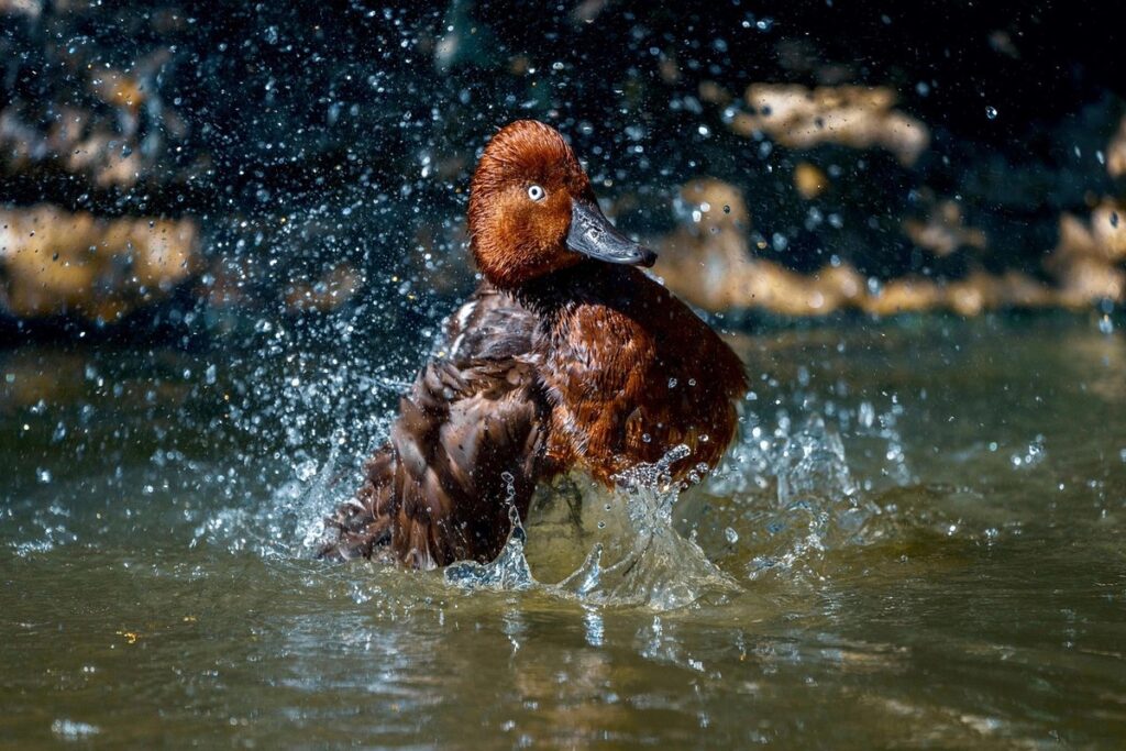 wet feather ducks