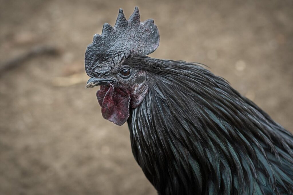 ayam cemani chicken facts