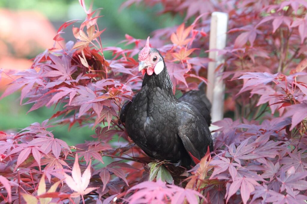 japanese bantam chicken breeds