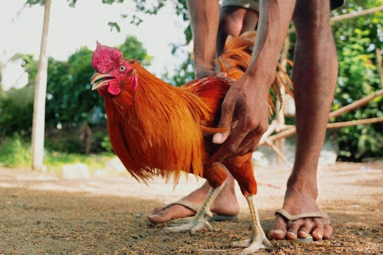 brahma foot feather care