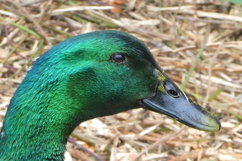 cayuga duck care