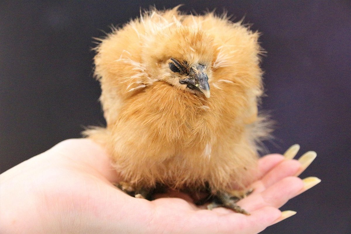 Understanding Chick Development Day by Day: A Comprehensive Guide ...