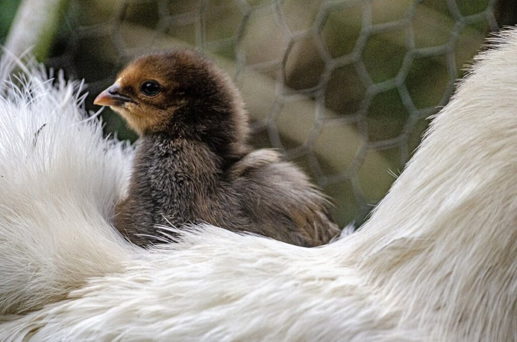 breeding chickens for traits
