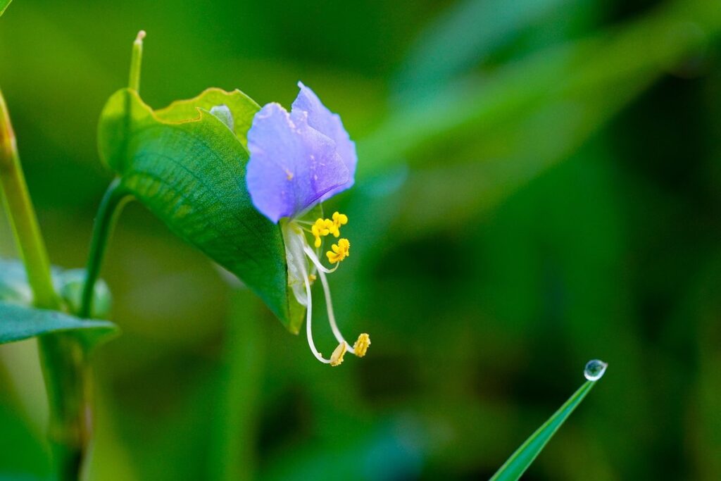 chicken coop and garden