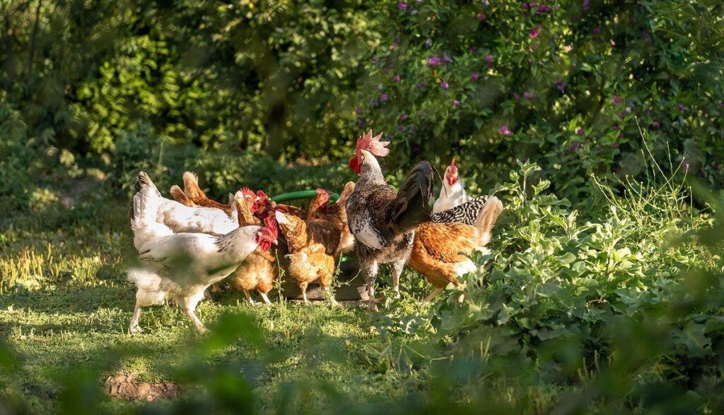 chicken flock management tips