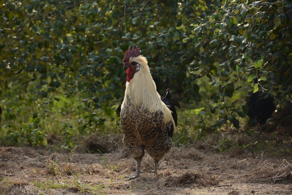 chicken run ideas garden