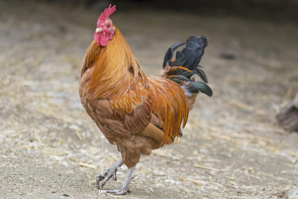 zoning rules for urban chickens basics