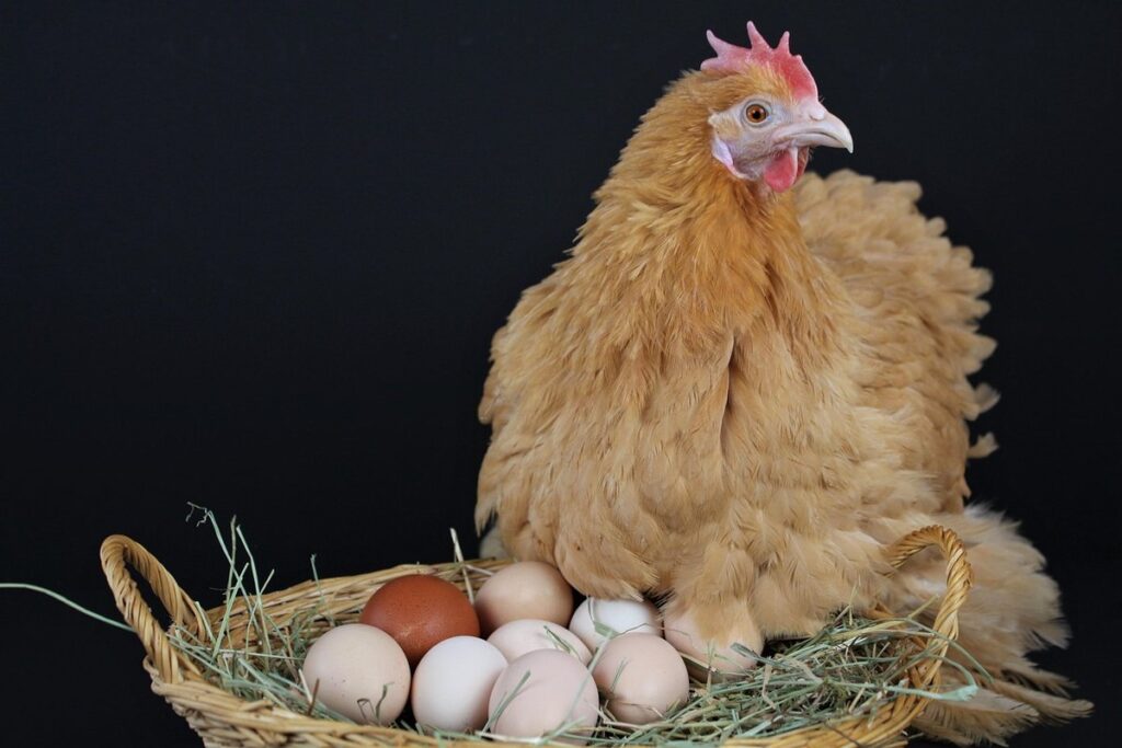 best nesting material for chickens