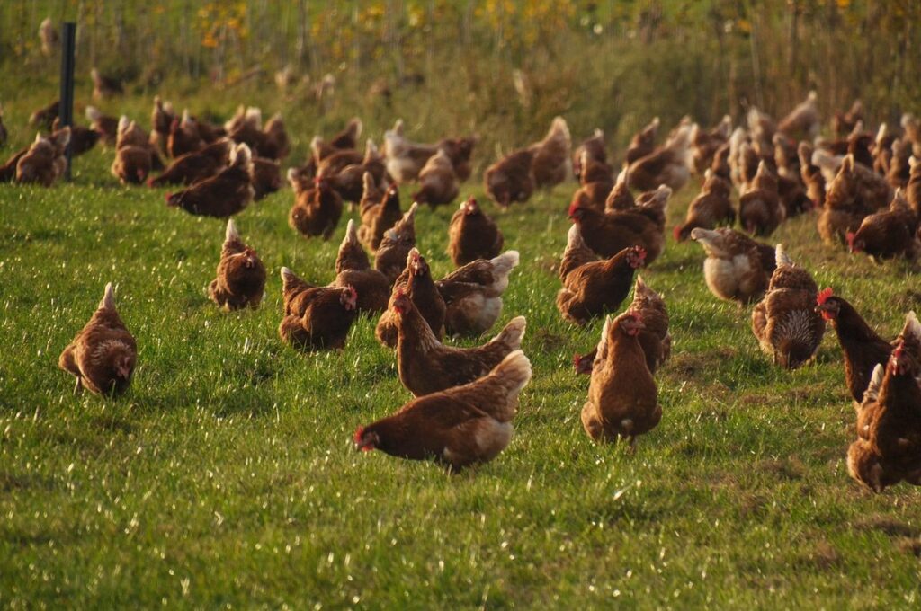 chicken yard ideas