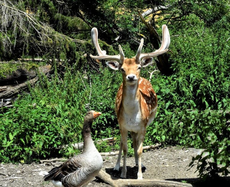 duck run predator proof