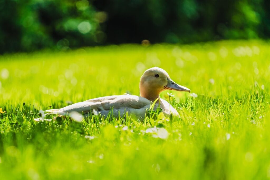 duck egg laying behavior