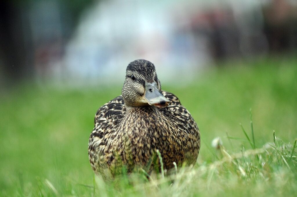 predator proof duck pen