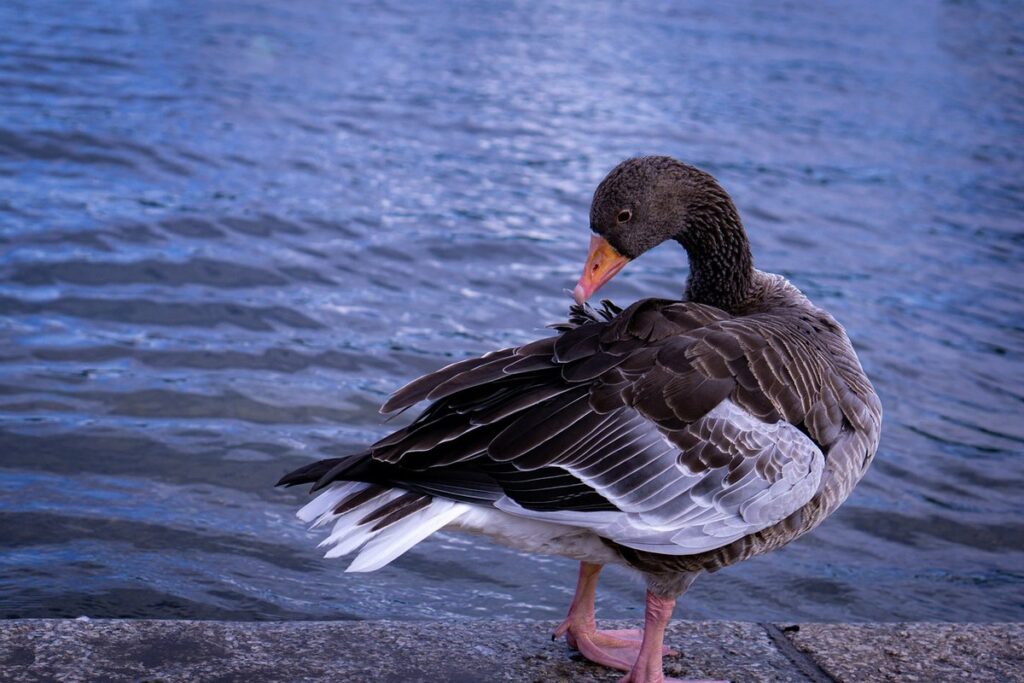 cleaning duck water to reduce disease