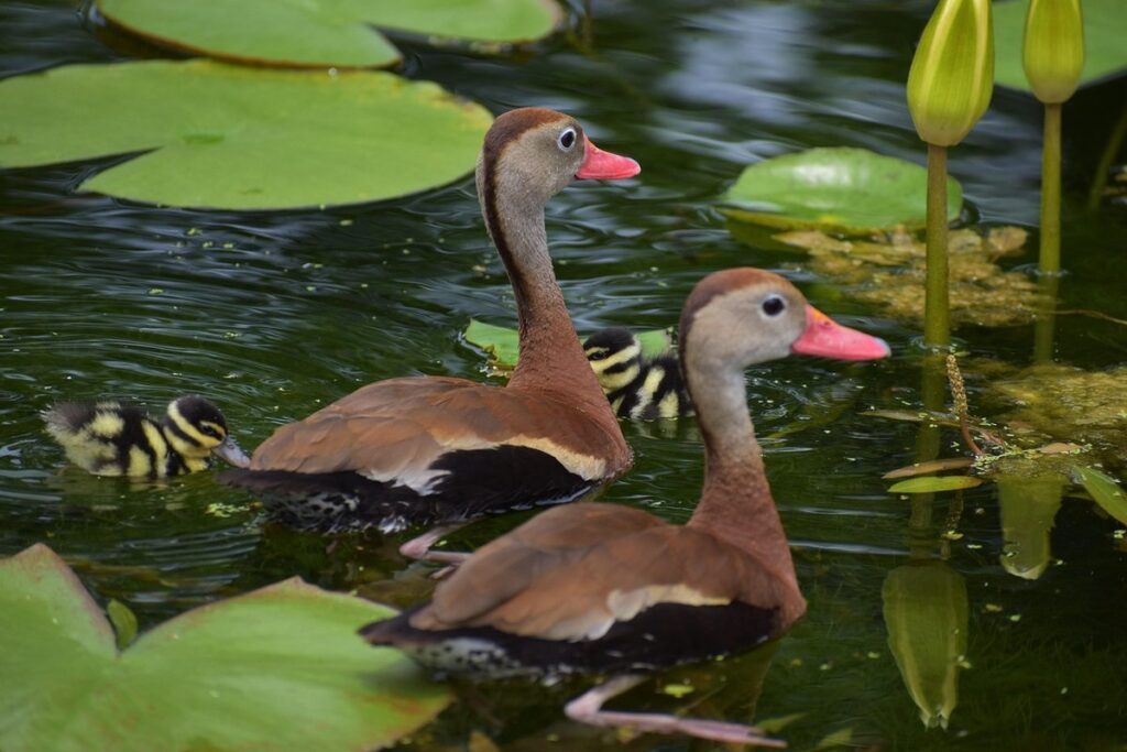 duckling breeds