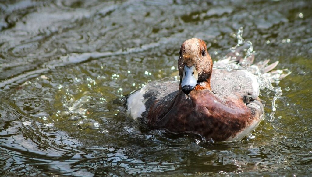 how many eggs do ducks lay