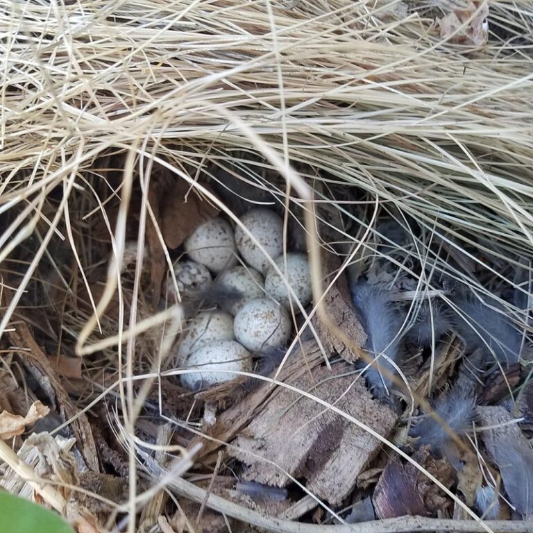 quail bird eggs