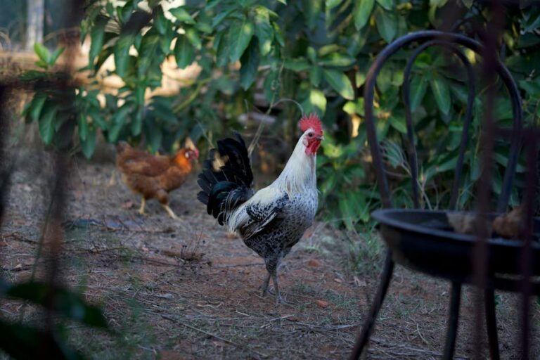 frostbite in chicken combs