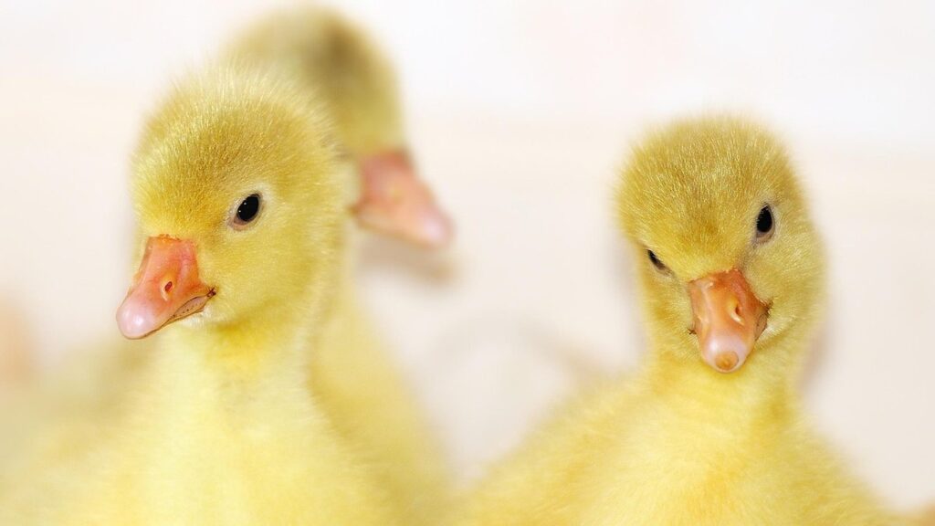 goose duckling