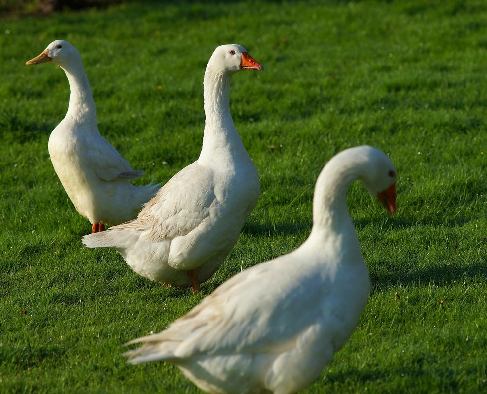 Guard geese