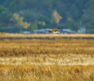 hawk deterrents for chickens