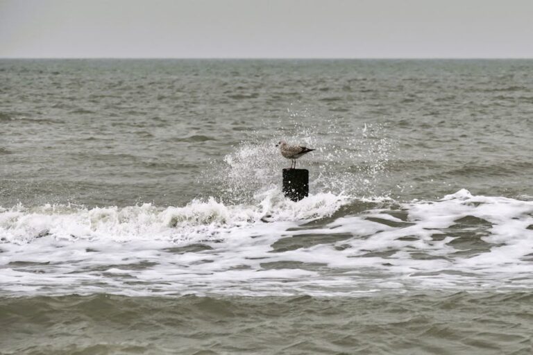 white holland turkey care