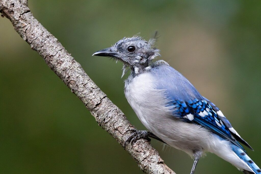 forced molting ethical concerns