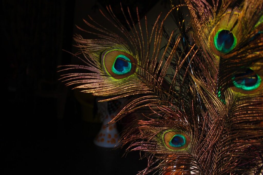 peacock and peahen housing