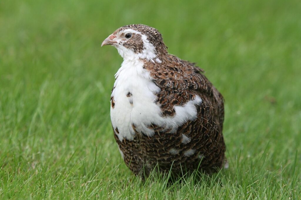 integrating quail with chickens risks