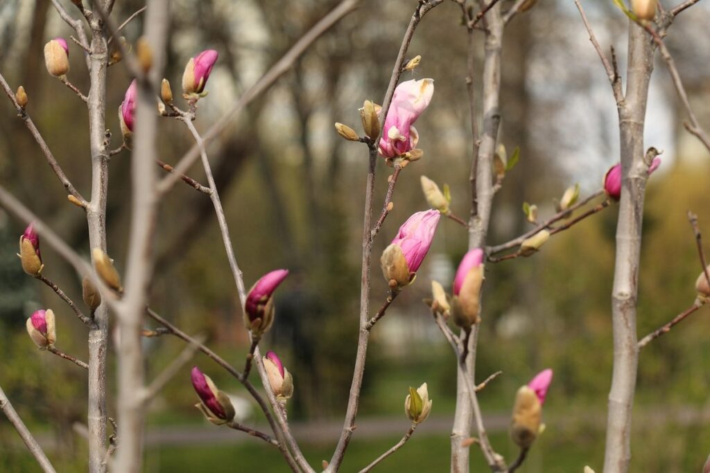 quarantine length for new birds
